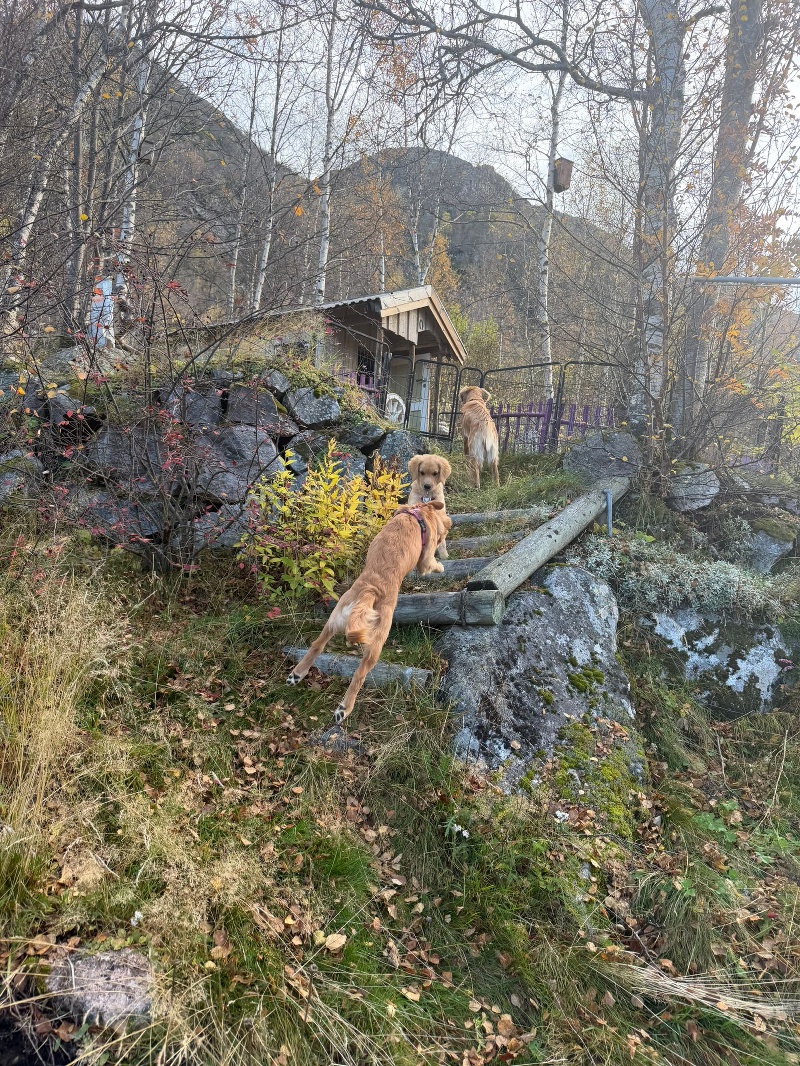Golden Retriever joyfully running and playing at Sandland, Lake Totak