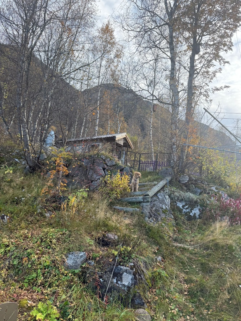Golden Retriever at Sandland kennels, Lake Totak, Norway